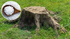 There will be no trace of the stump in the garden. Proven method of gardeners