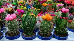 The magic of cactus blooms: How to get your cactus to flower indoors
