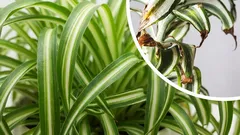 Why do your houseplant leaves turn brown and crispy and how to fix it