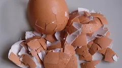 Eggshell fertilizer for indoor flowers: how to make it?