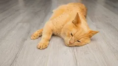 How to tell if your cat is sick: these “red flags” require immediate action