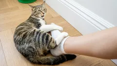 Why a cat will lunge at your feet and bite - and what you absolutely must not do in response